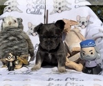 Small Photo #63 French Bulldog Puppy For Sale in MIMS, FL, USA
