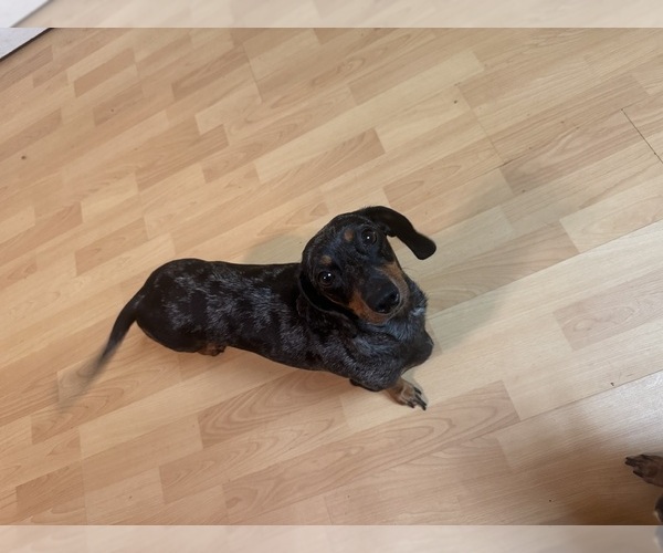 Medium Photo #1 Dachshund Puppy For Sale in PATTERSON, CA, USA