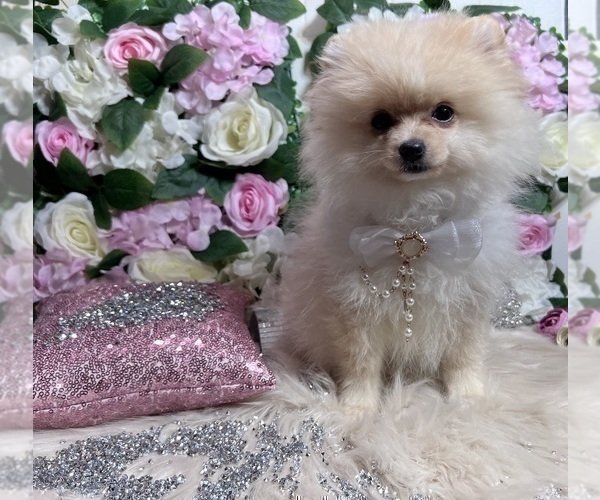 Medium Photo #5 Pomeranian Puppy For Sale in HAYWARD, CA, USA