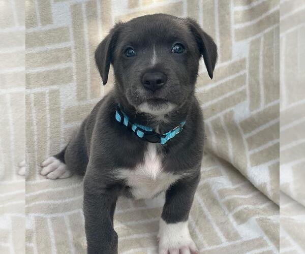 Medium Photo #2 Mutt Puppy For Sale in San Diego, CA, USA