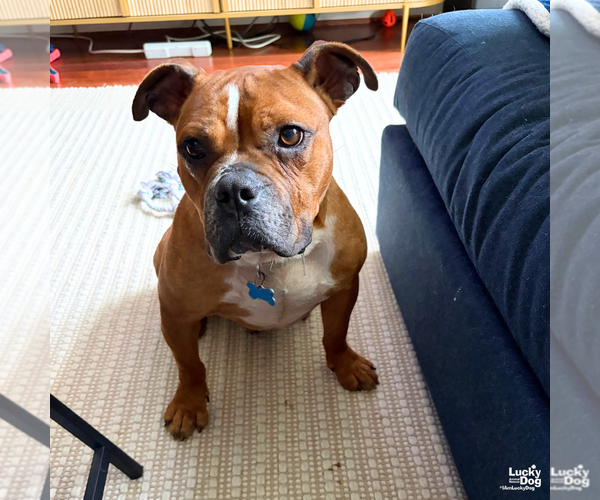 Medium Photo #8 Bull-Boxer Puppy For Sale in Washington, DC, USA