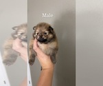 Puppy Puppy 3 Pomeranian