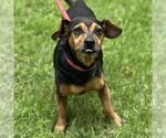 Small #1 Dachshund Mix