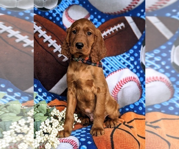 Medium Photo #2 Irish Setter Puppy For Sale in QUARRYVILLE, PA, USA