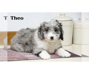 Aussiedoodle Miniature -Poodle (Toy) Mix Puppy for sale in CLARE, MI, USA