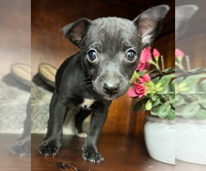 Rat Terrier Puppy for sale in WHITAKERS, NC, USA