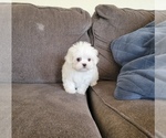 Small Photo #3 Maltese Puppy For Sale in SANTA CLARITA, CA, USA