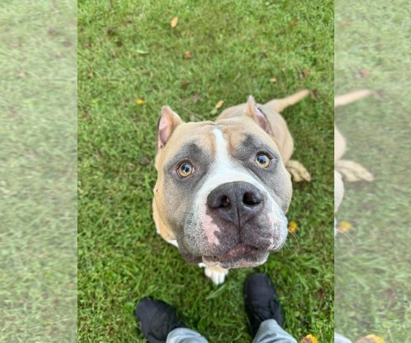 Medium Photo #2 American Pit Bull Terrier-Unknown Mix Puppy For Sale in Germantown, OH, USA