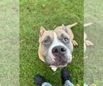Small #1 American Pit Bull Terrier Mix