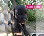 Puppy 4 Rottweiler-American Pit Bull Terrier