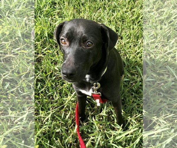 Medium Photo #2 Labrador Retriever-Unknown Mix Puppy For Sale in Melbourne, FL, USA