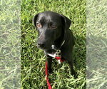 Small #1 Labrador Retriever Mix
