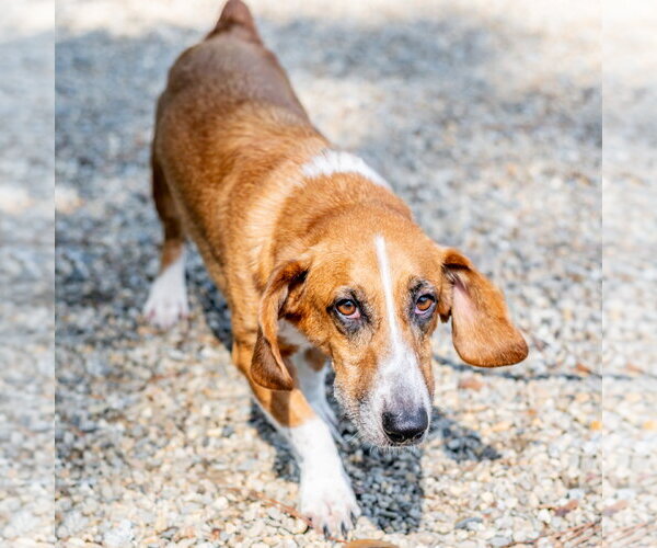 Medium Photo #3 Basset Hound-Unknown Mix Puppy For Sale in Hilton Head, SC, USA