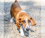 Small #2 Basset Hound Mix