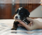 Small Photo #1 Bernedoodle Puppy For Sale in DUNDEE, OH, USA