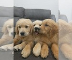 Small #1 Golden Retriever