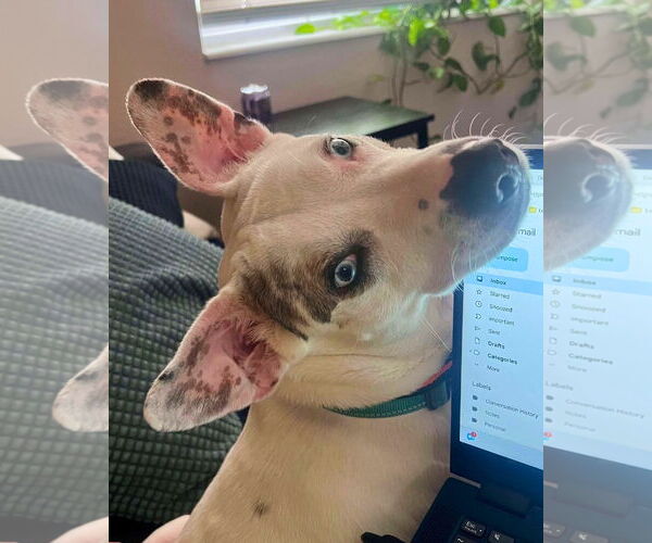 Medium Photo #8 Jack Russell Terrier-Unknown Mix Puppy For Sale in Pompano Beach , FL, USA