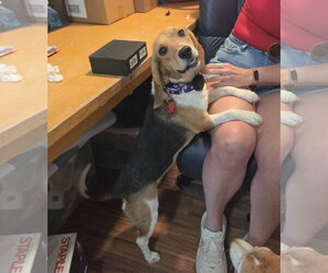 Beagle Dogs for adoption in Las Vegas, NV, USA