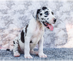 Small Photo #34 Great Dane Puppy For Sale in WAKARUSA, IN, USA