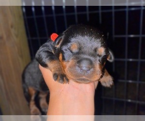Rottweiler Puppy for sale in ARAB, AL, USA