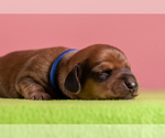 Small Photo #6 Dachshund Puppy For Sale in CROWLEY, TX, USA