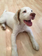 English Setter Puppy for sale in FT MITCHELL, KY, USA