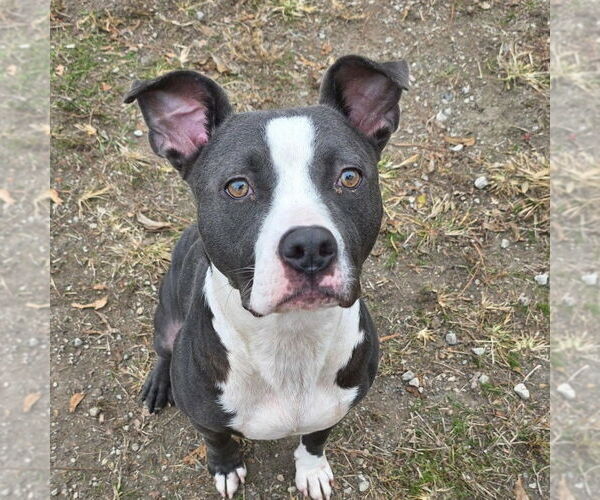 Medium Photo #4 Mutt Puppy For Sale in Anniston, AL, USA