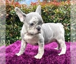 Small Photo #62 French Bulldog Puppy For Sale in ORLANDO, FL, USA