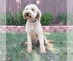 Small Goldendoodle