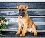 Puppy Deborah Malinois