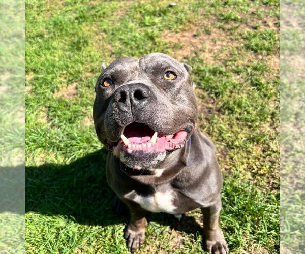 Medium Photo #2 American Bulldog-Unknown Mix Puppy For Sale in Muskegon, MI, USA