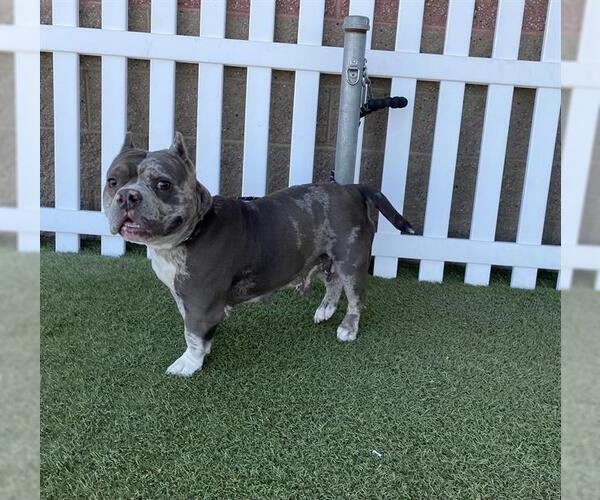 Medium Photo #1 Staffordshire Bull Terrier-Unknown Mix Puppy For Sale in Modesto, CA, USA