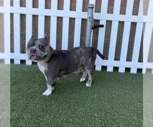 Staffordshire Bull Terrier-Unknown Mix Dogs for adoption in Modesto, CA, USA