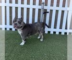 Small Staffordshire Bull Terrier Mix