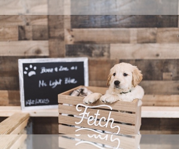 Medium Photo #5 English Cream Golden Retriever Puppy For Sale in VERONA, KY, USA