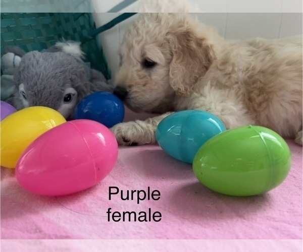 Medium Photo #6 Goldendoodle Puppy For Sale in ARCADIA, OR, USA
