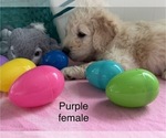 Small Photo #6 Goldendoodle Puppy For Sale in ARCADIA, OR, USA