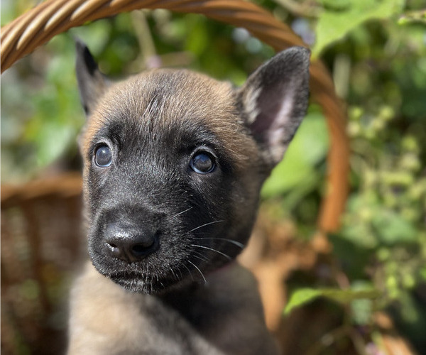 Medium Photo #6 Belgian Malinois Puppy For Sale in S CHARLESTON, WV, USA
