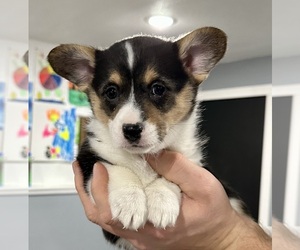 Pembroke Welsh Corgi Puppy for sale in ROLLA, MO, USA