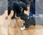 Small Photo #5 Great Dane Puppy For Sale in MAYSVILLE, KY, USA