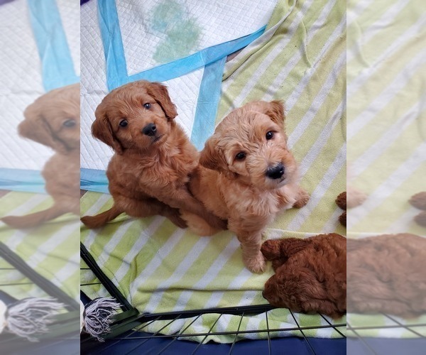 Medium Photo #35 Goldendoodle Puppy For Sale in COKATO, MN, USA