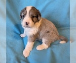 Small #8 Aussiedoodle