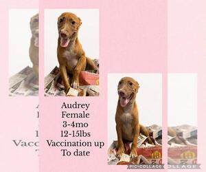 Chihuahua-Labrador Retriever Mix Dogs for adoption in Virginia Beach, VA, USA