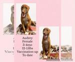 Audrey - Female Chihuahua-Labrador Retriever Mix Dog for Adoption - Small photo