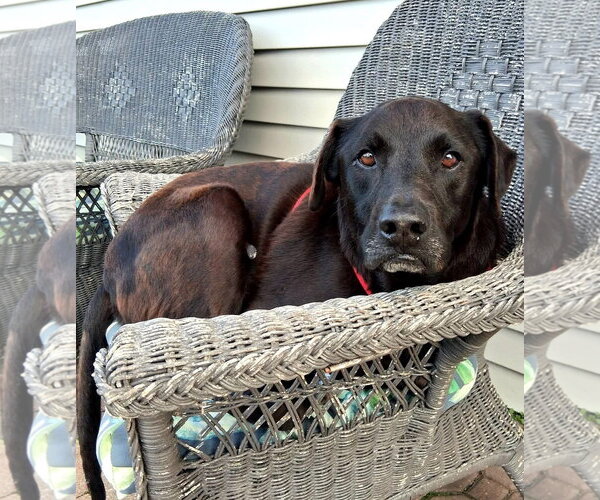 Medium Photo #20 Labrador Retriever-Unknown Mix Puppy For Sale in Germantown, OH, USA