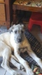 Small Photo #1 Irish Wolfhound Puppy For Sale in BURNS TOWNSHIP, MN, USA