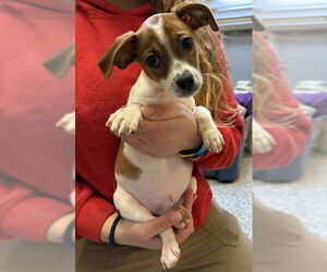 Feist Terrier-Unknown Mix Dogs for adoption in Boston, MA, USA