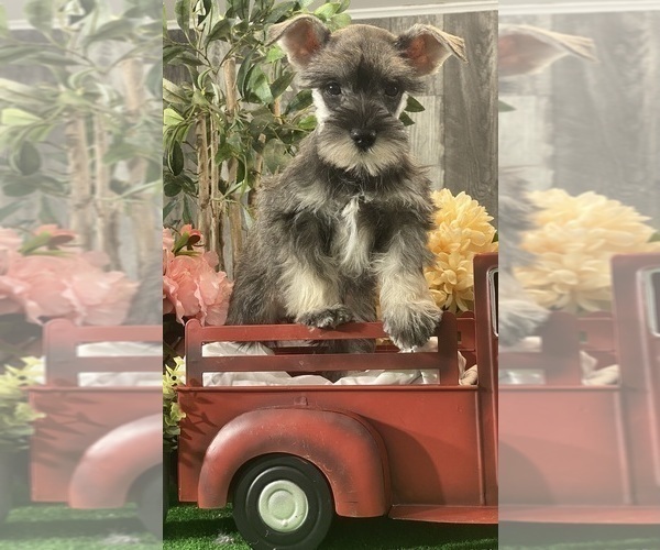 Medium Photo #2 Schnauzer (Miniature) Puppy For Sale in CANOGA, NY, USA