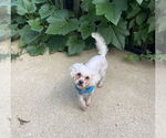 Small #2 Poodle (Miniature)