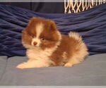 Small #1 Pomeranian